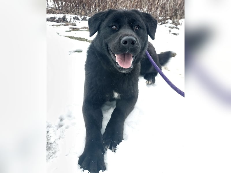 Honda eine wundervolle Hündin