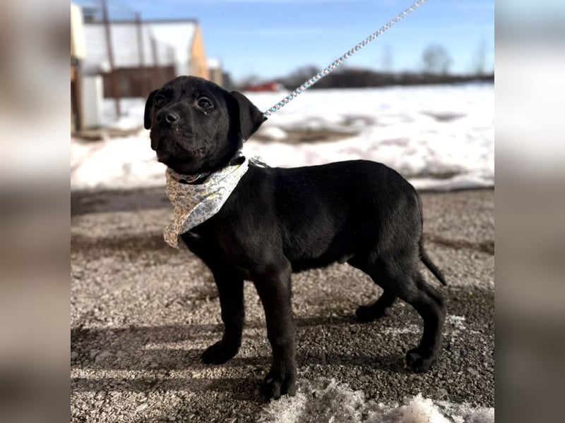 Bart ein absoluter Welpenbub