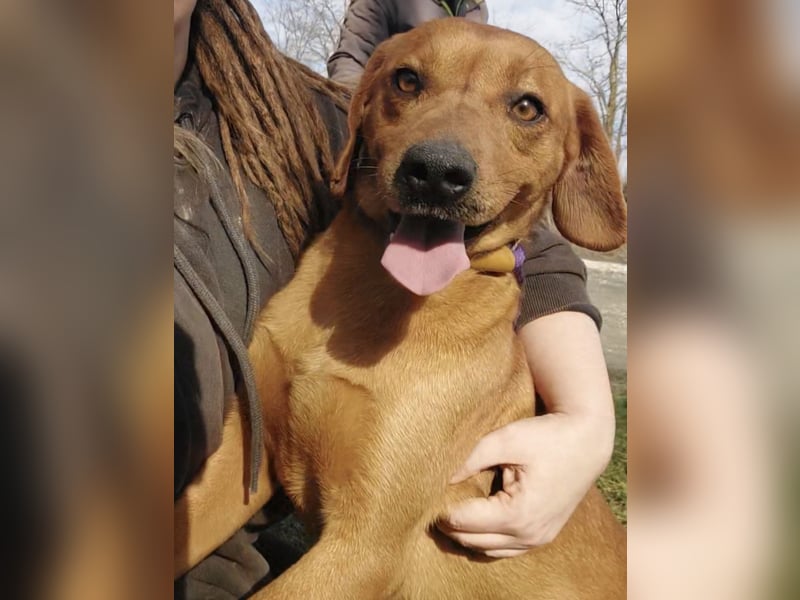 Chiko ein Menschen liebender