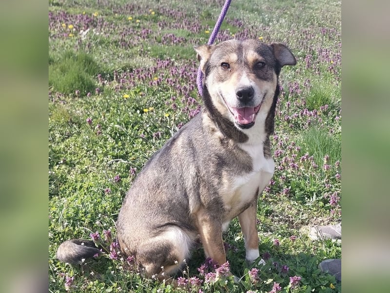 Diwa eine unglaublich liebe Hündin