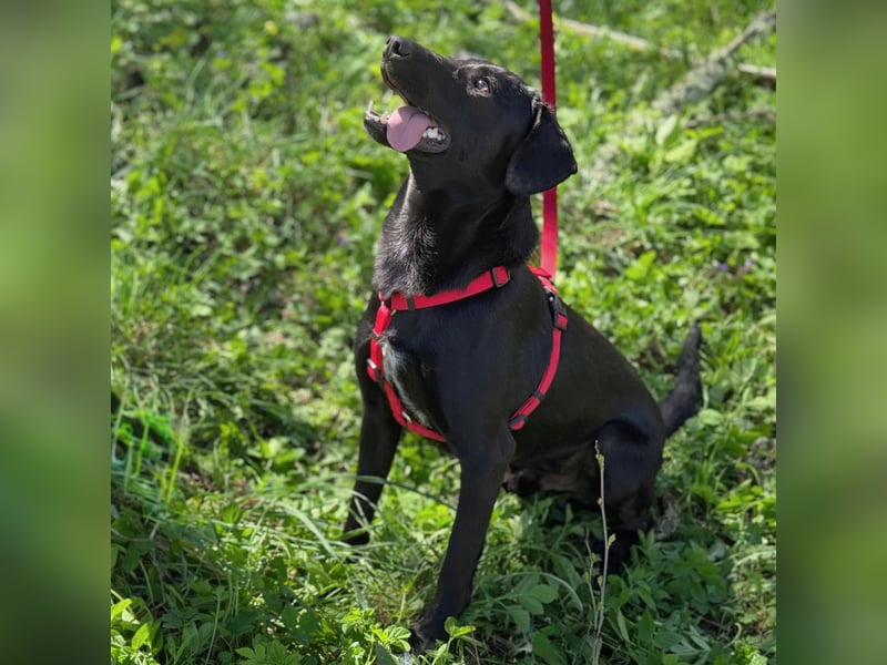 Ravi braucht ein tolles Zuhause