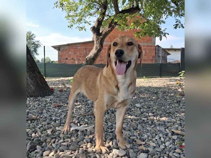 Rai ein absoluter Familienhund