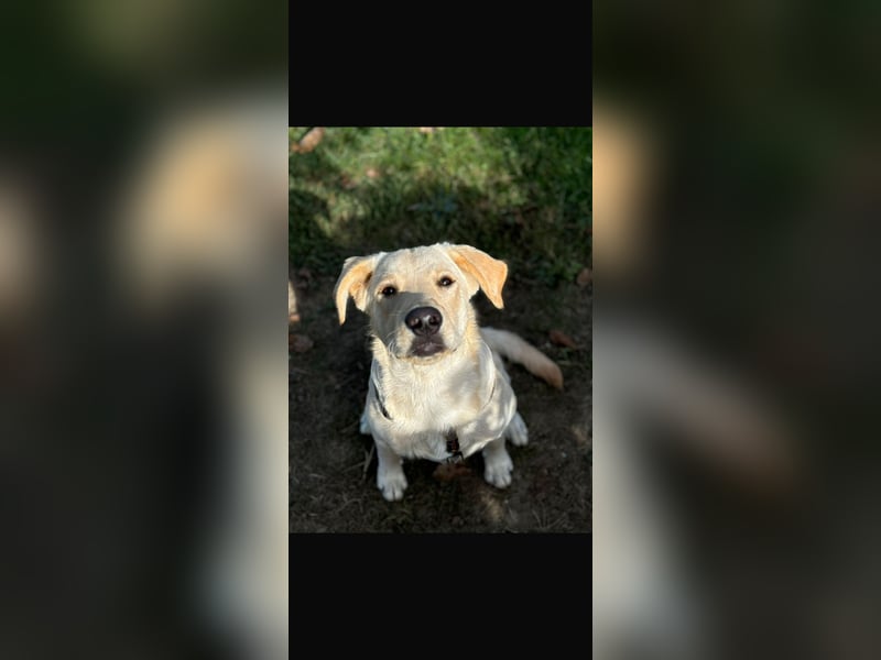 Tommy ein Familienhund