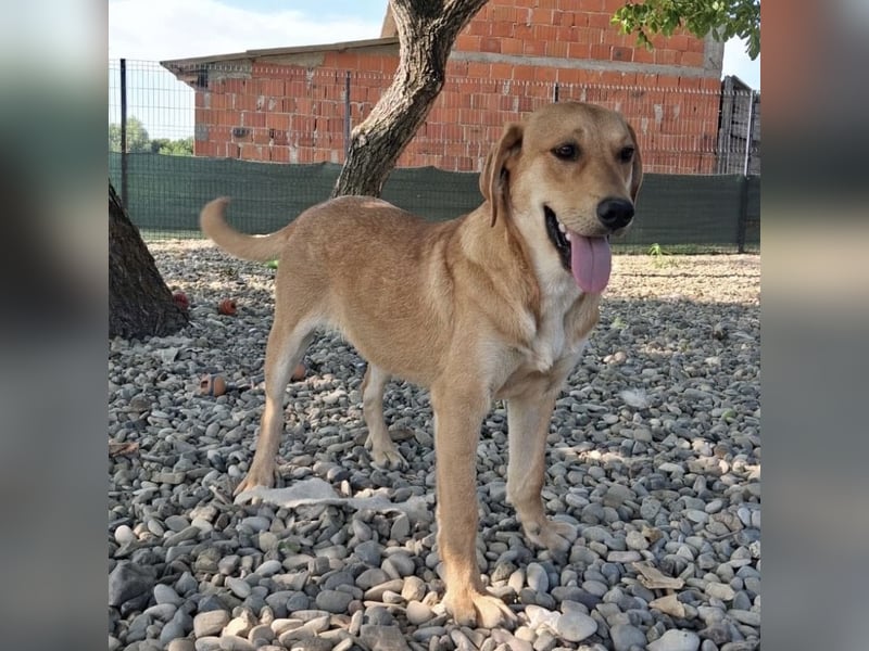 Rai ein absoluter Familienhund