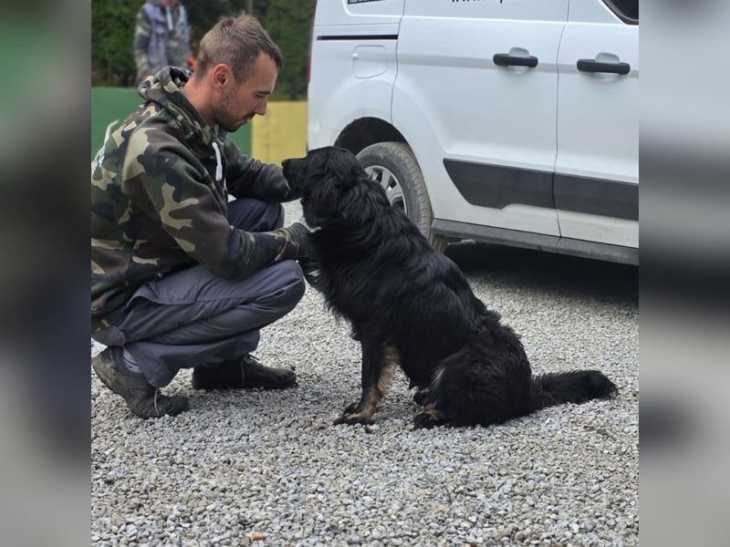 Iris eine wundervolle ruhige Hündin