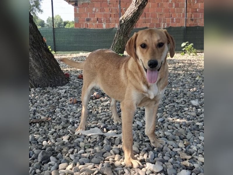 Rai ein absoluter Familienhund