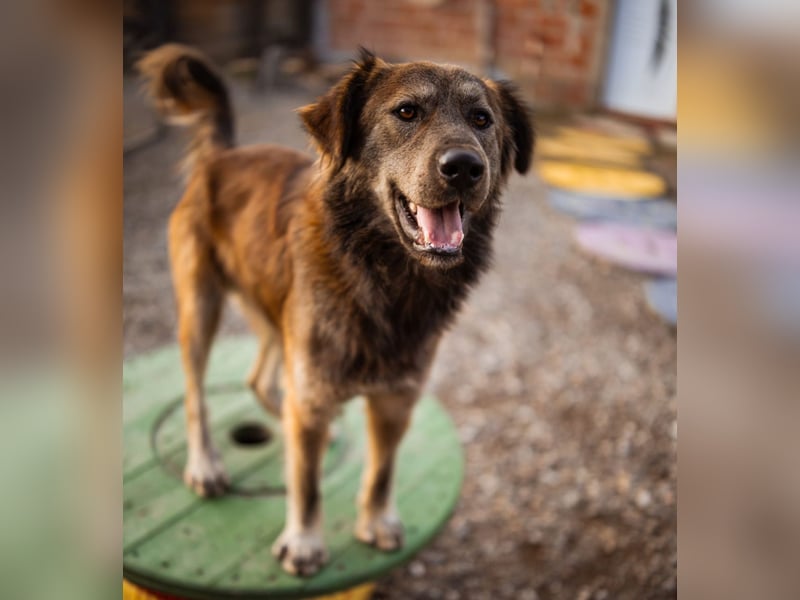Casper ein toller Rüde