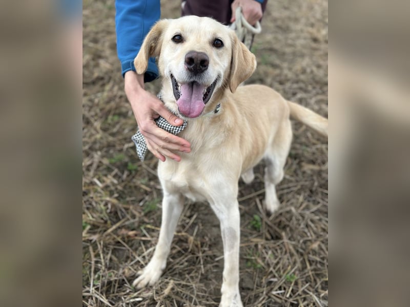 Iggy ein Menschenliebender Rüde