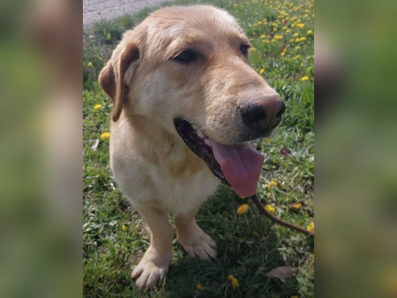 Biscotto- ein absoluter sanfter Traumhund