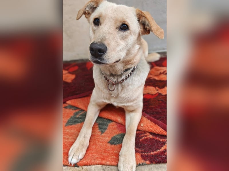 Daisy ein Schatz auf 4 Pfoten