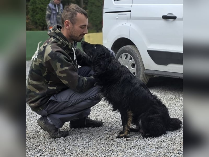 Iris eine wundervolle ruhige Hündin