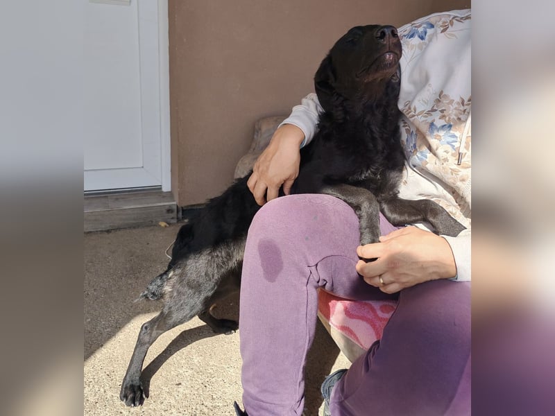Mila eine Familiengeeignete Hündin