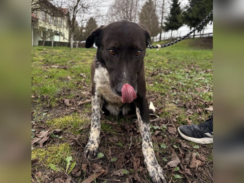 Lenka braucht ein neues Zuhause