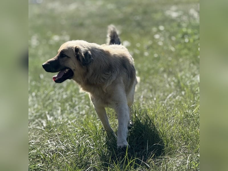 Monty ein toller Rüde