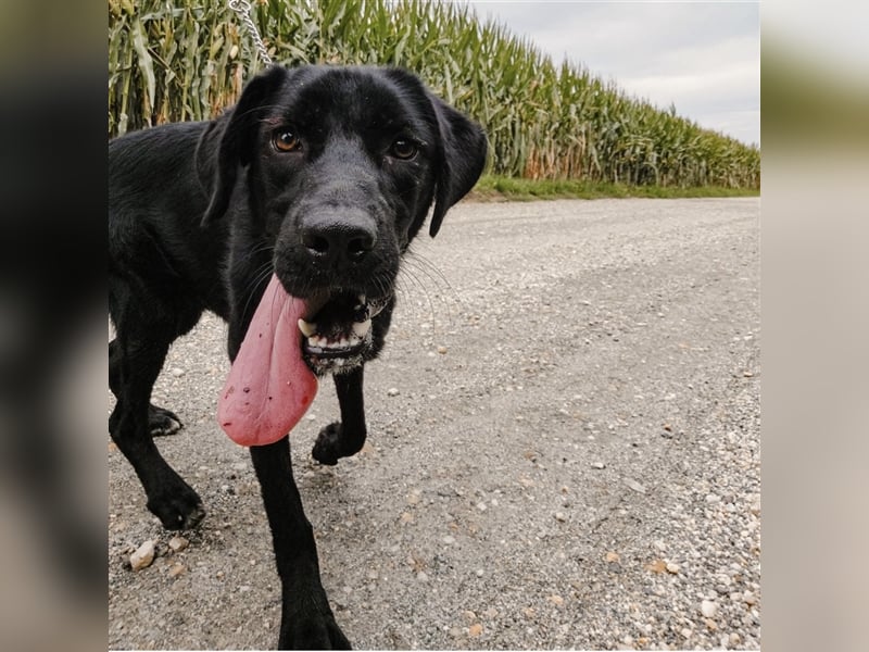 Rabea eine sportliche Hündin