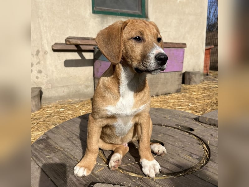 Roli ein sanfter verspielter Hundebub