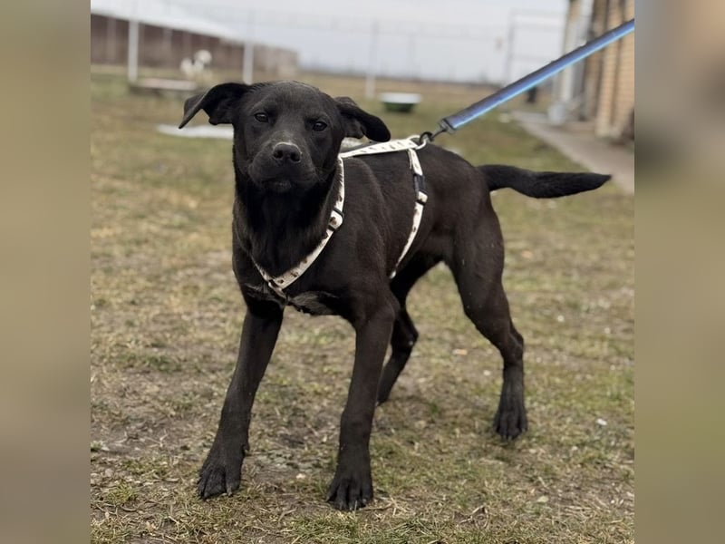 Kana eine sehr elegante Hündin