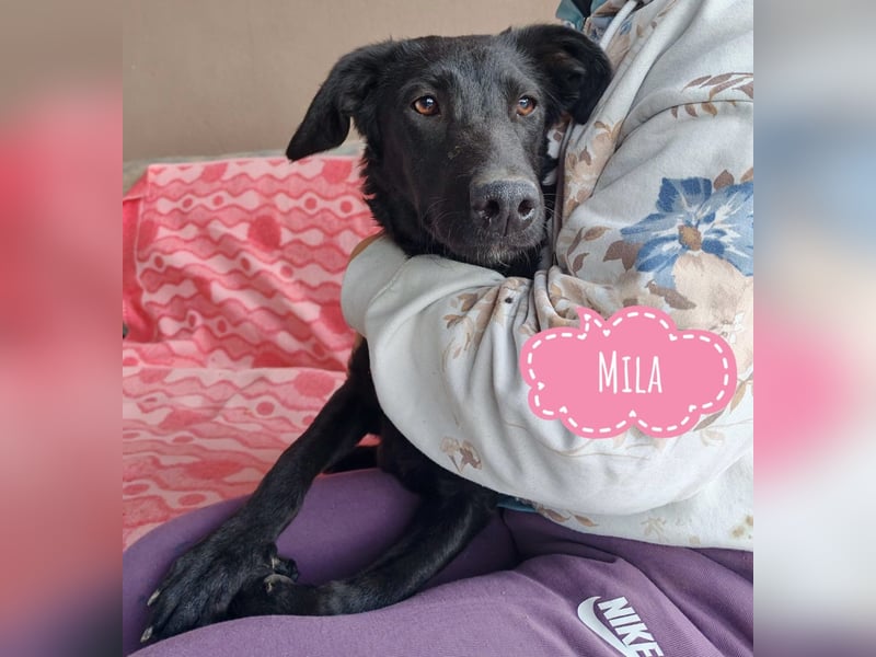 Mila eine Familiengeeignete Hündin