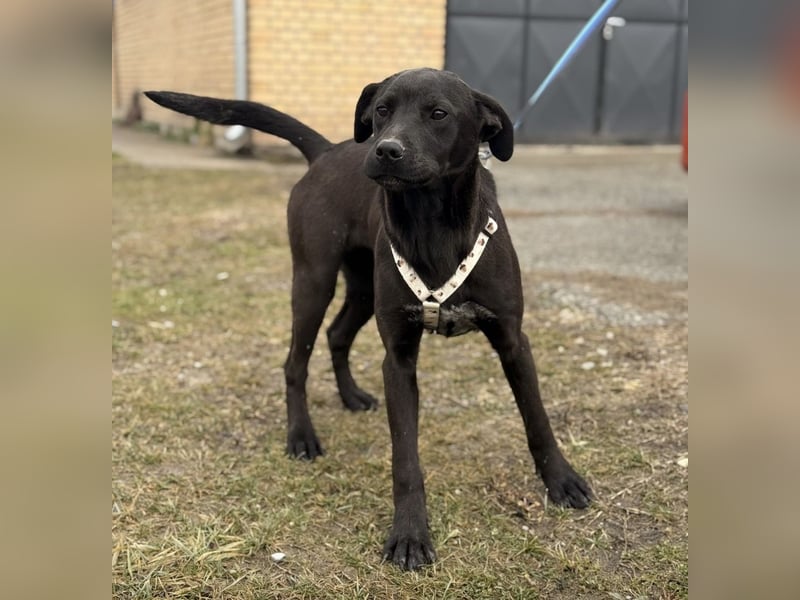 Kana eine sehr elegante Hündin