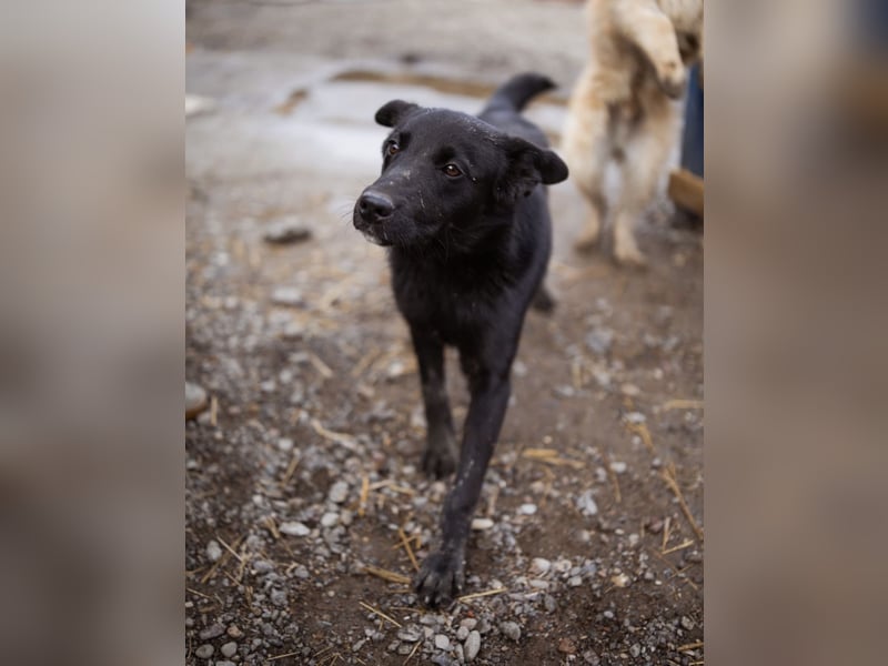 Loris ein schwarzer Schwan