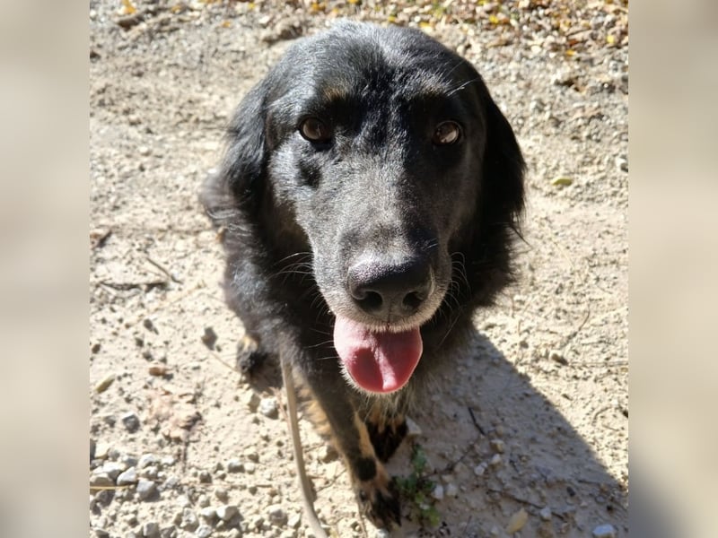 Iris eine wundervolle ruhige Hündin