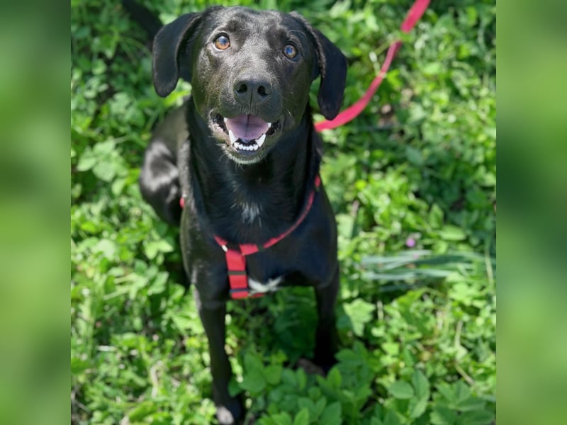 Ravi braucht ein tolles Zuhause