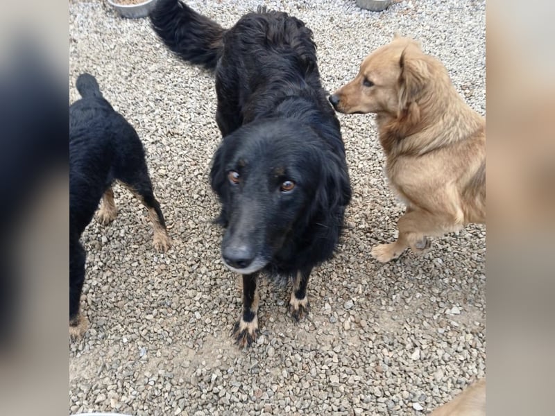 Iris eine wundervolle ruhige Hündin