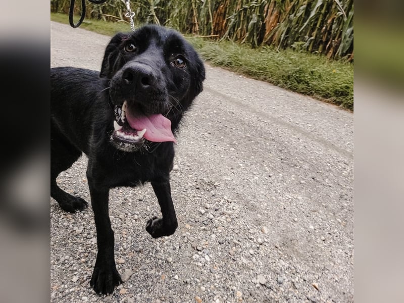 Rabea eine sportliche Hündin