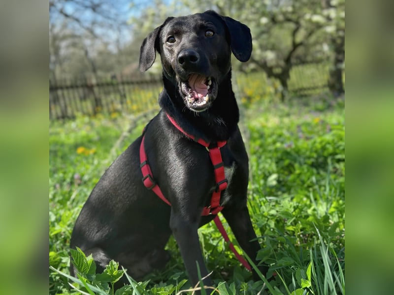 Ravi braucht ein tolles Zuhause