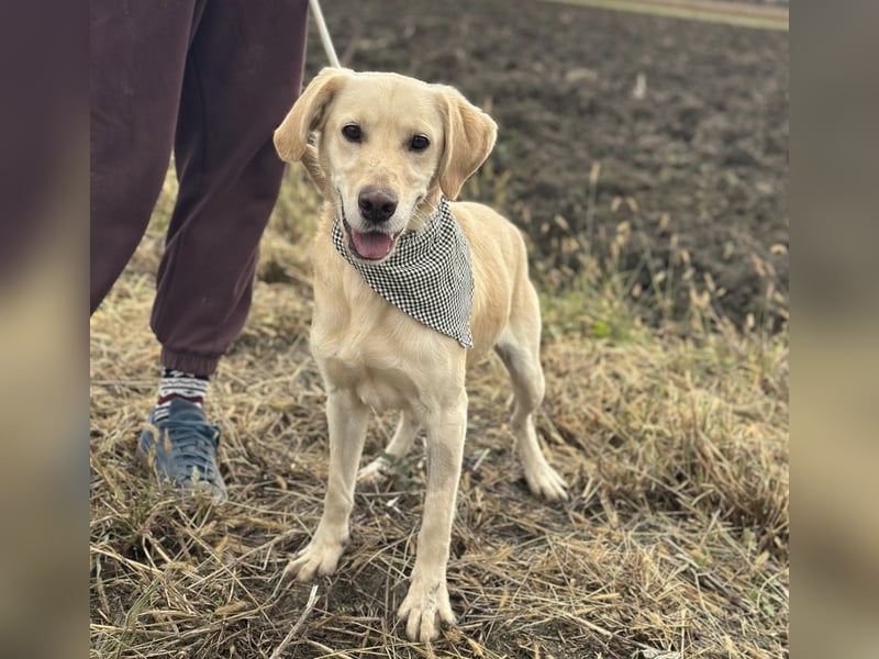 Iggy ein Menschenliebender Rüde