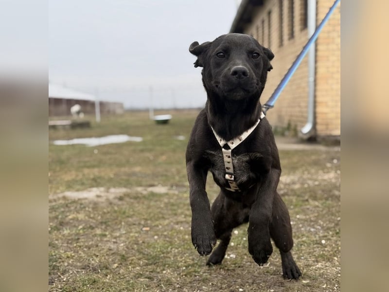 Kana eine sehr elegante Hündin