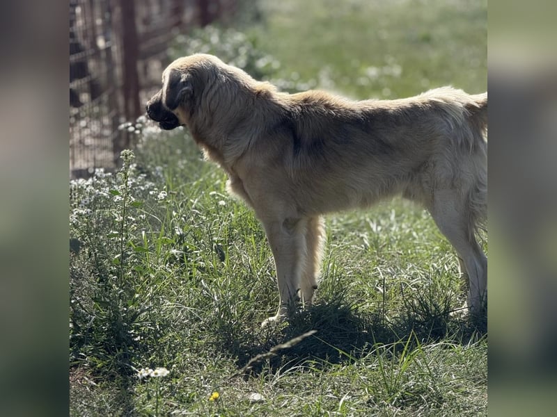 Monty ein toller Rüde