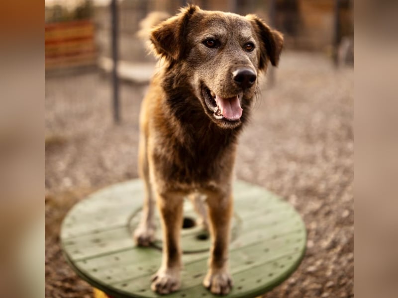 Casper ein toller Rüde