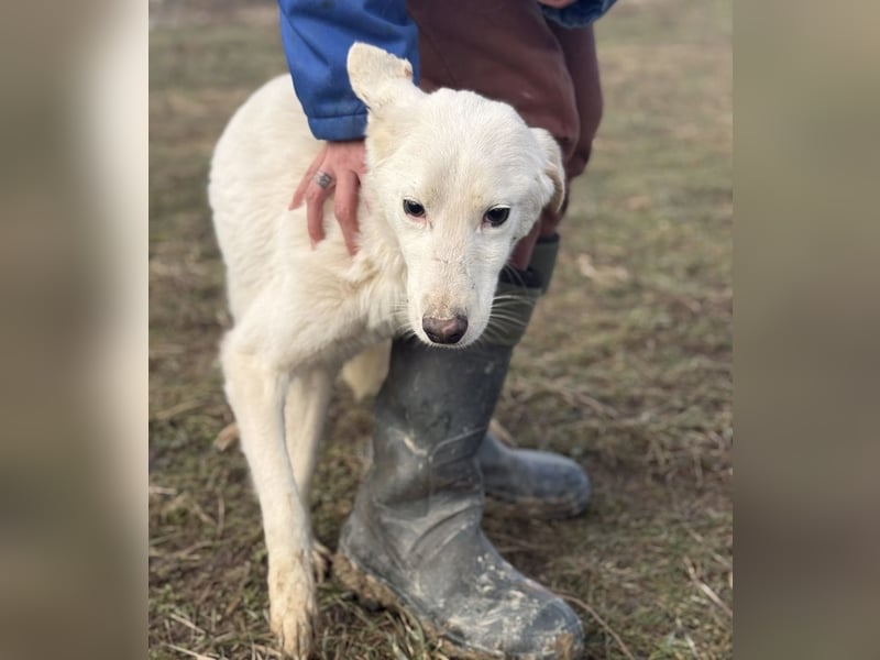 Risu ein wundervoller Hundebub