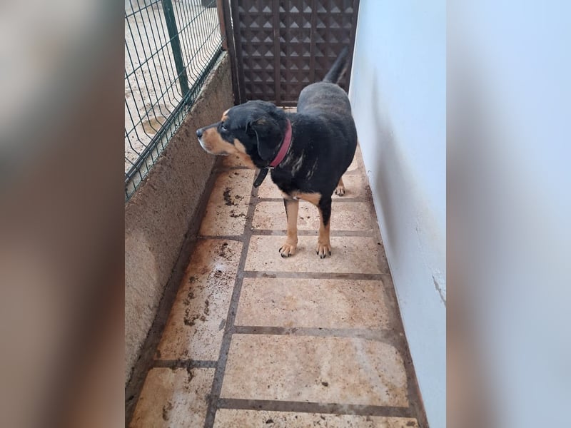 Balu– treuer Kuschelfreund