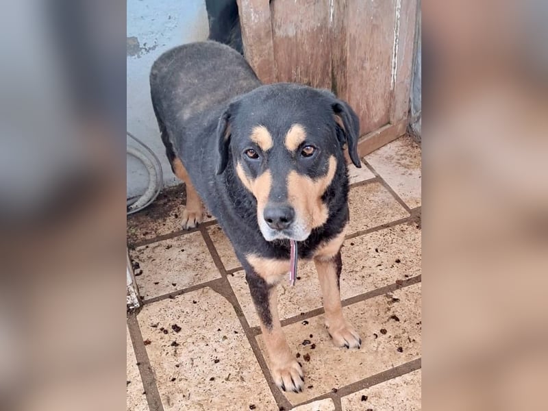 Balu– treuer Kuschelfreund