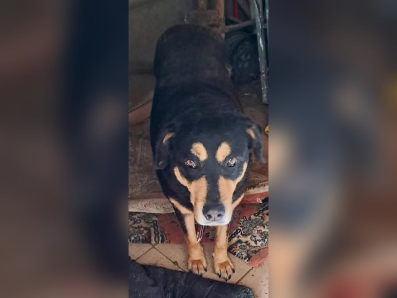 Balu– treuer Kuschelfreund