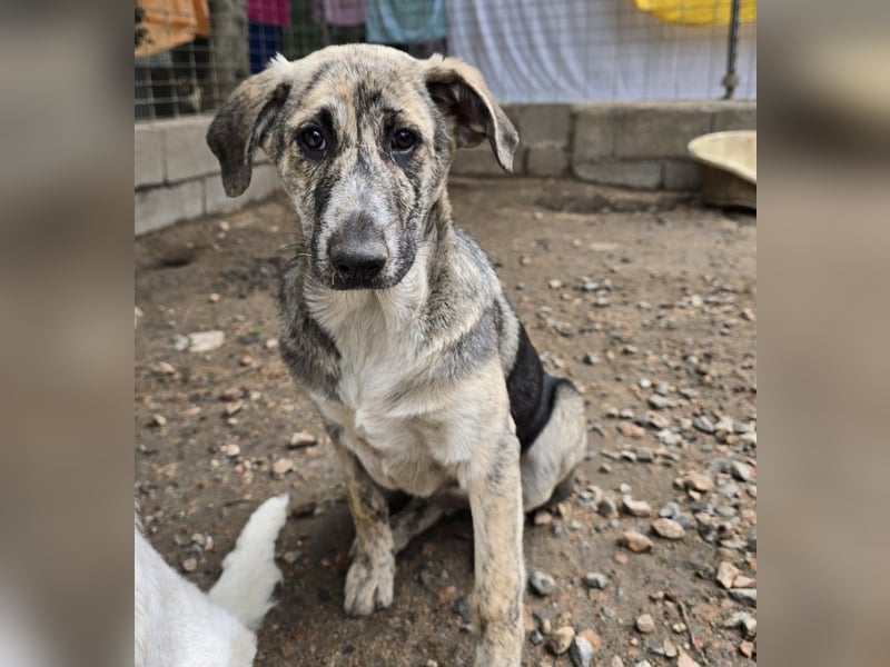 Cheyenne: Traumhund ohne Wenn und Aber