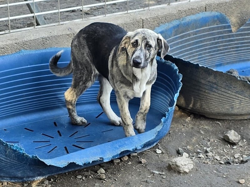 Cheyenne: Traumhund ohne Wenn und Aber