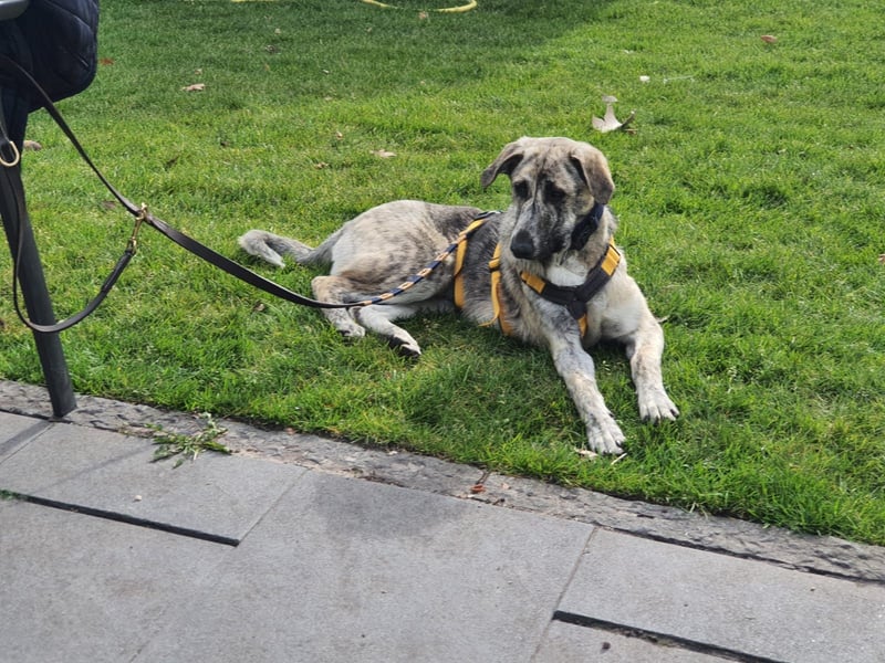 Cheyenne: Traumhund ohne Wenn und Aber