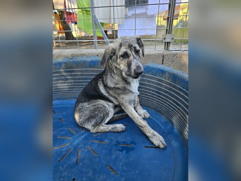 Cheyenne: Traumhund ohne Wenn und Aber