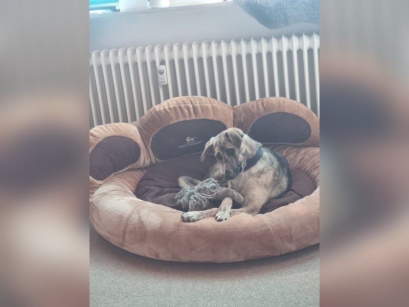 Cheyenne: Traumhund ohne Wenn und Aber