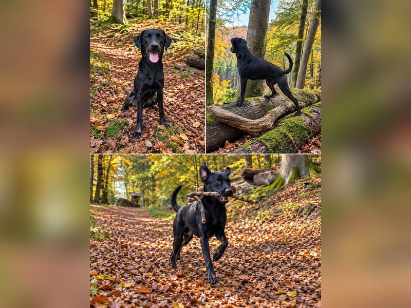 Verschmuster Labrador-Vizsla-Mix sucht...