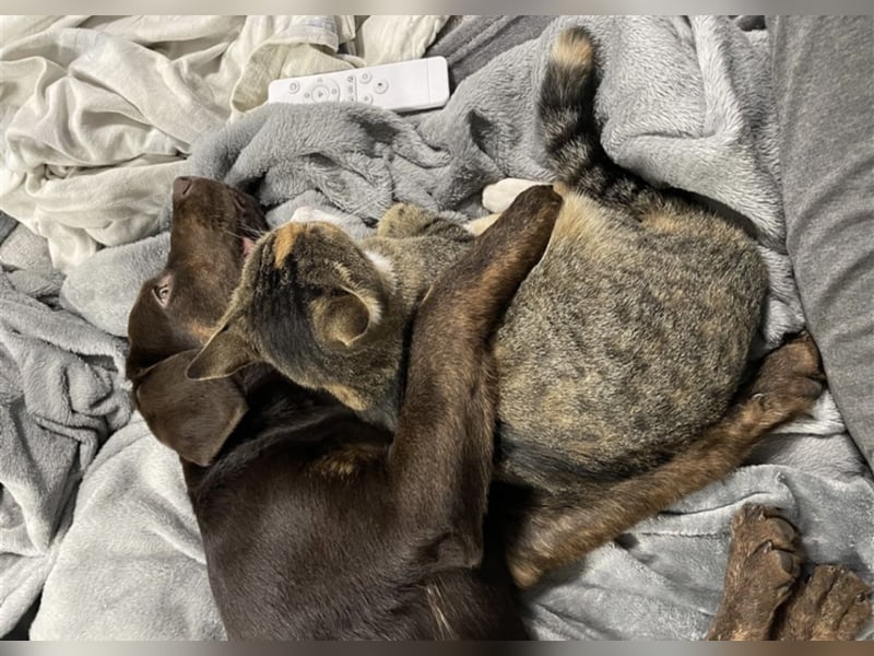 Reinrassiger Labrador mit Ahnentafel