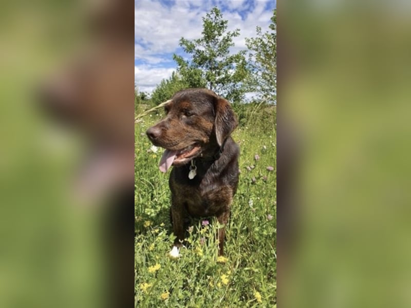 Reinrassiger Labrador mit Ahnentafel