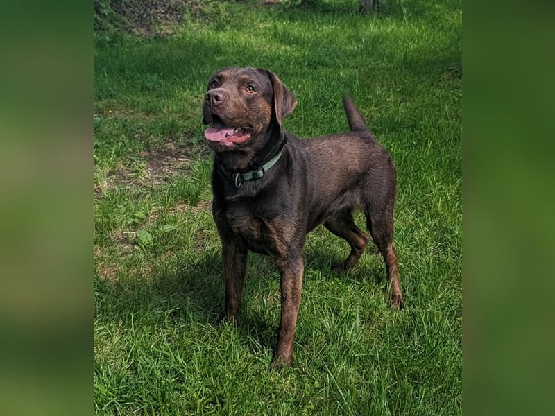 Labrador Deckrüde mit Ahnentafel