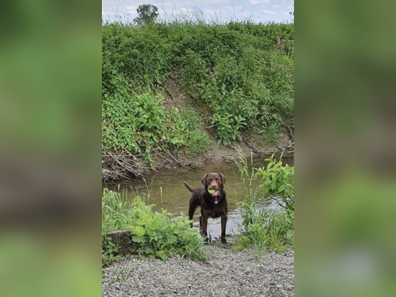 Reinrassiger Labrador mit Papieren