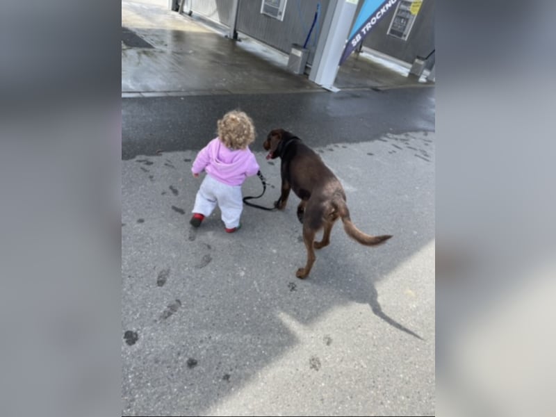 Reinrassiger Labrador mit Papieren