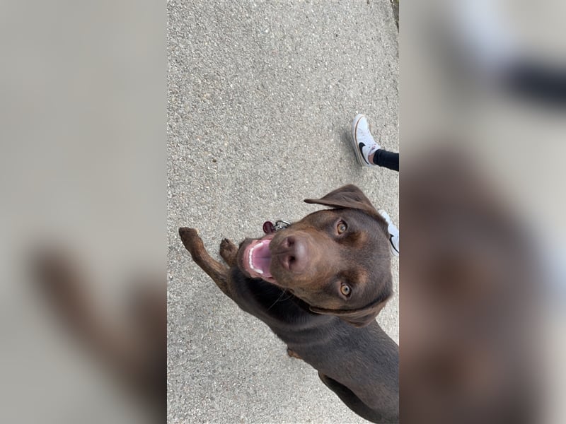 Labrador Deckrüde mit Ahnentafel