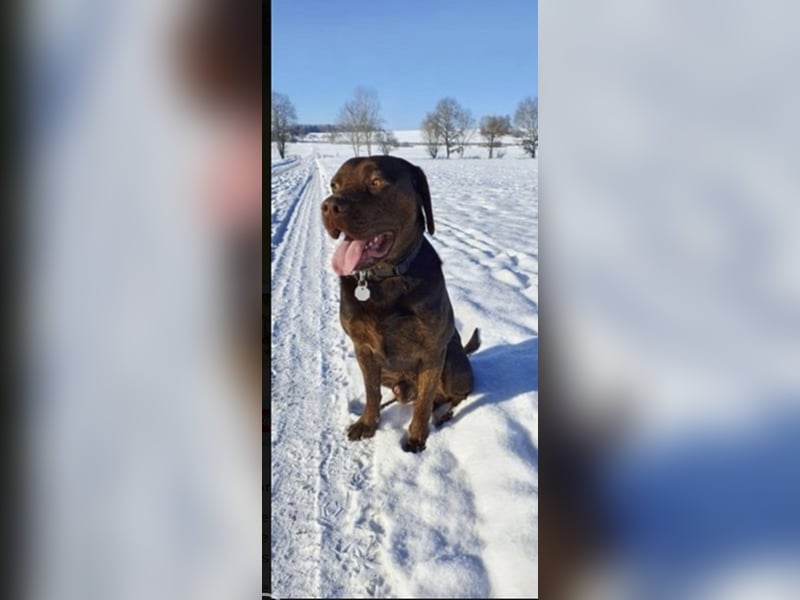 Reinrassiger Labrador mit Ahnentafel